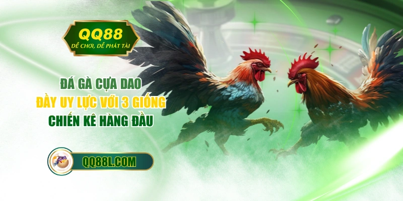 Đá Gà Cựa Dao Đầy Uy Lực Với 3 Giống Chiến Kê Hàng Đầu