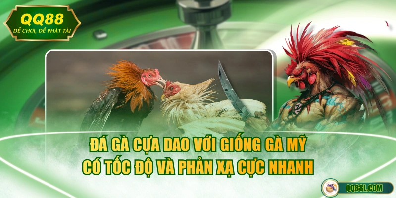 Đá gà cựa dao với giống gà Mỹ có tốc độ và phản xạ cực nhanh